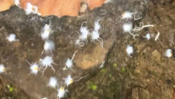 White, furry “Boogie-Woogie” insects dancing on leaf stun internet