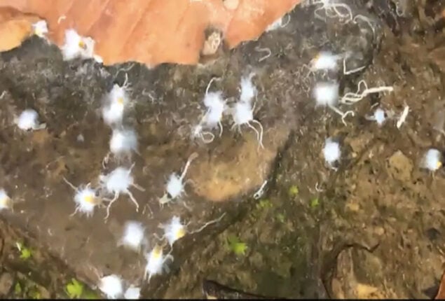 White, furry “Boogie-Woogie” insects dancing on leaf stun internet
