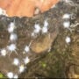 White, furry “Boogie-Woogie” insects dancing on leaf stun internet