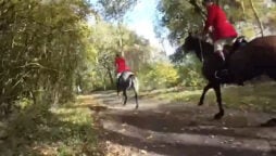 Hunt saboteur injured by fast car while trying to interrupt hunting meet