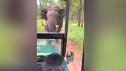 Jeep gets beat by angry elephant; driver’s reversing skills save day