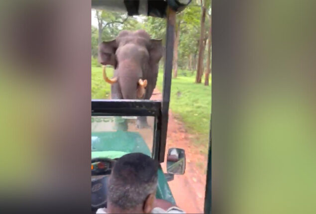 Jeep gets beat by angry elephant; driver’s reversing skills save day