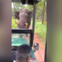 Jeep gets beat by angry elephant; driver’s reversing skills save day
