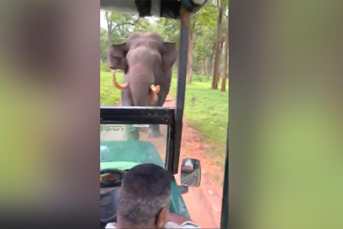 Jeep gets beat by angry elephant