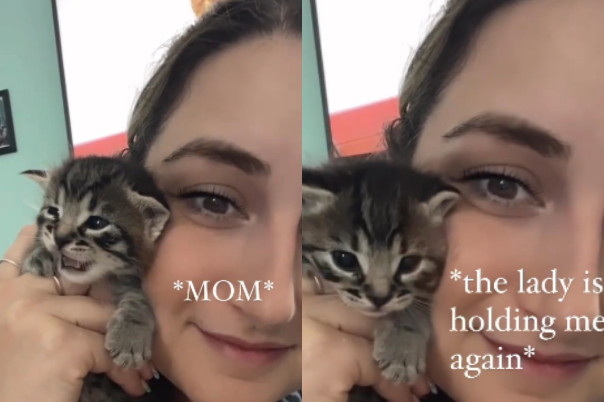 Kitten stop crying