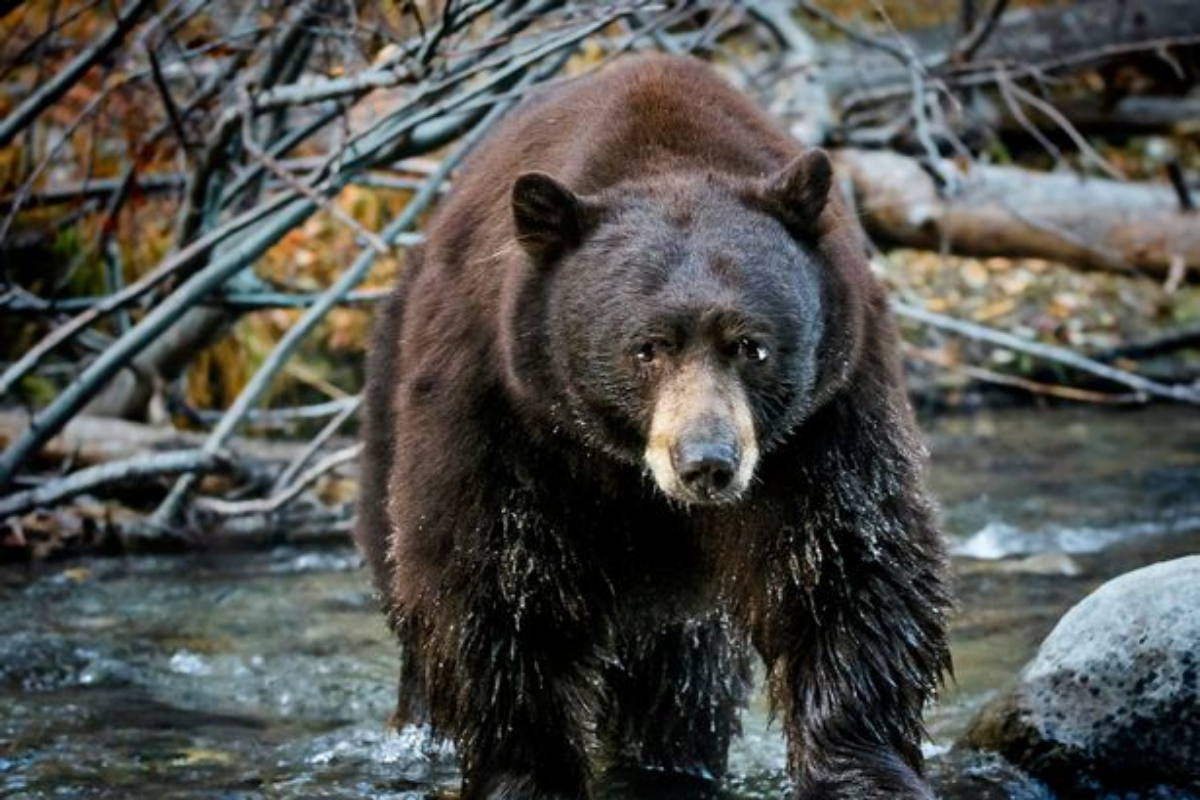 bear attack