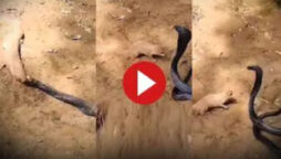 Viral: Mongoose Teaches King Cobra Eats the Venomous Snake