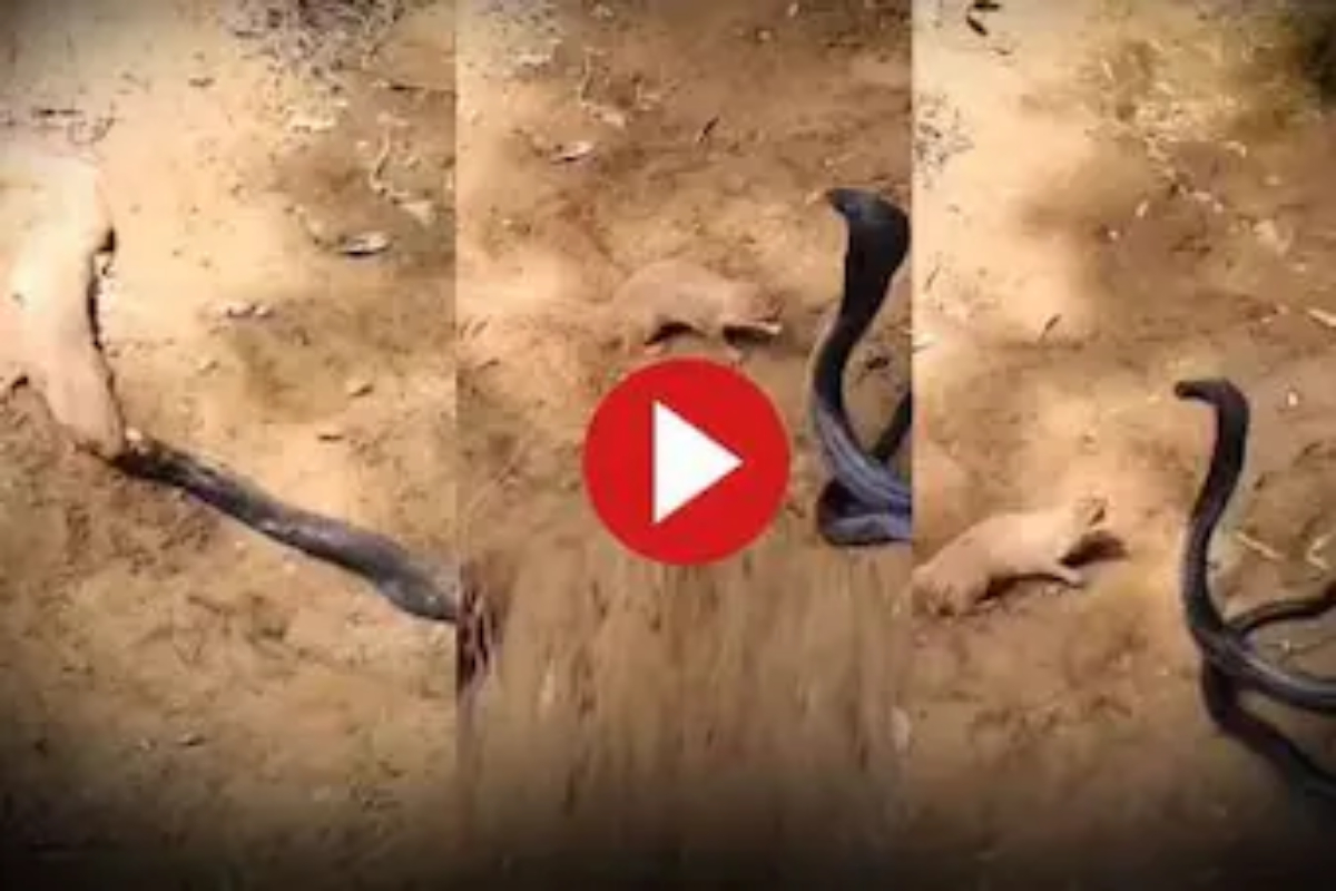 Mongoose Teaches King Cobra