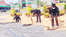 Viral Video: Boy captures king cobra by its tail
