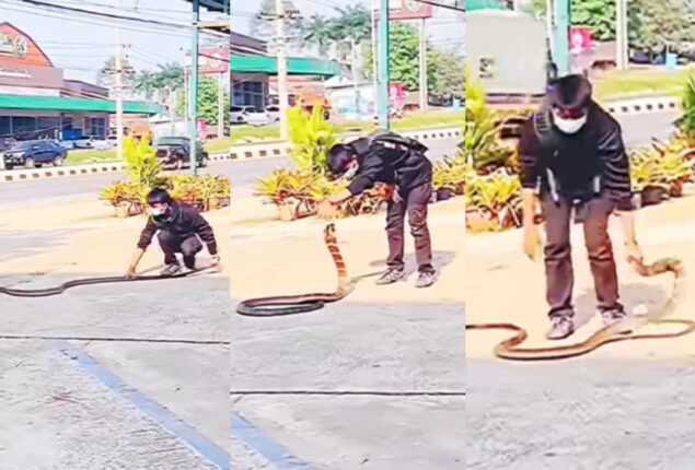 Viral Video: Boy captures king cobra by its tail