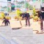 Viral Video: Boy captures king cobra by its tail