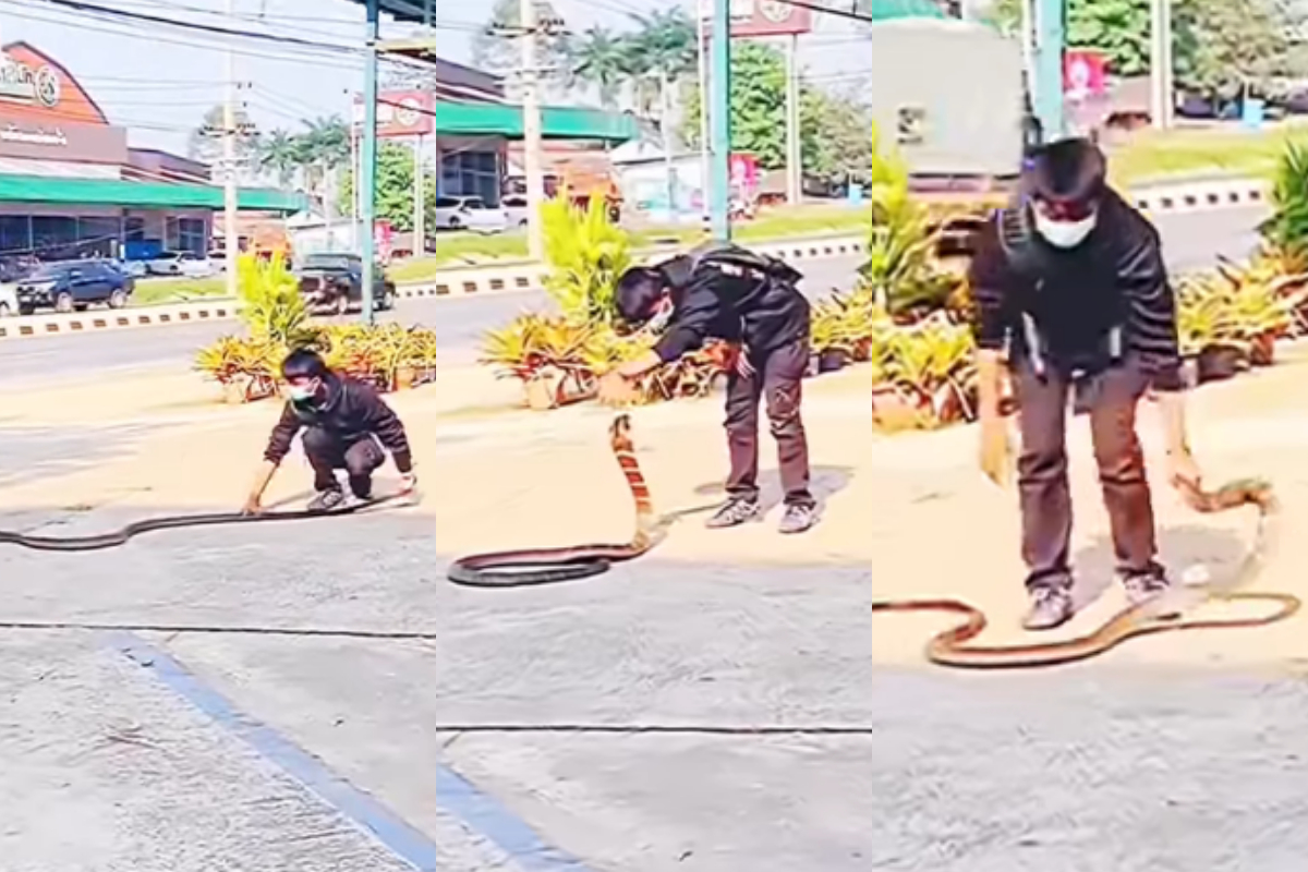 king cobra