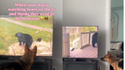 Watch: Video begins with dog watching bear-themed show on TV