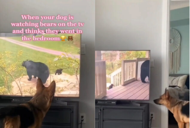 Watch: Video begins with dog watching bear-themed show on TV