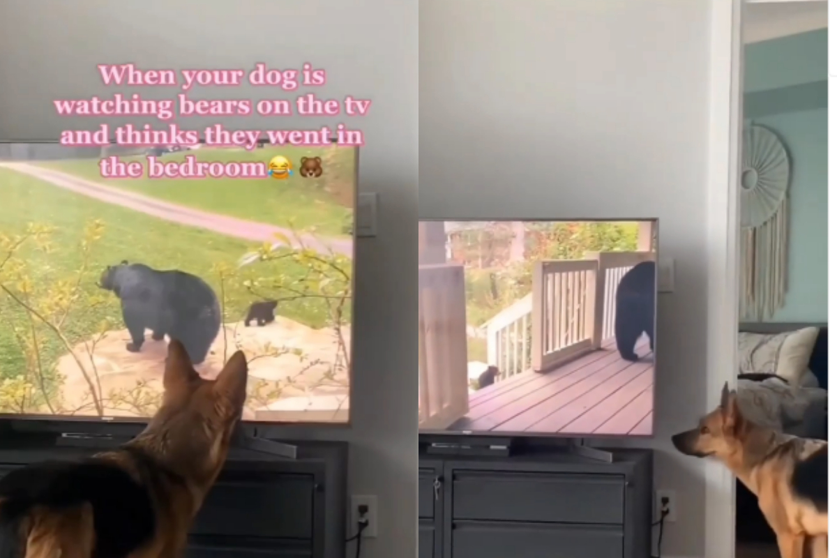 dog watching TV show