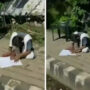 Watch: Girl Spotted Studying Under Traffic Light Inspires Internet