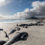 500 pilot whales die as a result of mass strandings on remote New Zealand islands