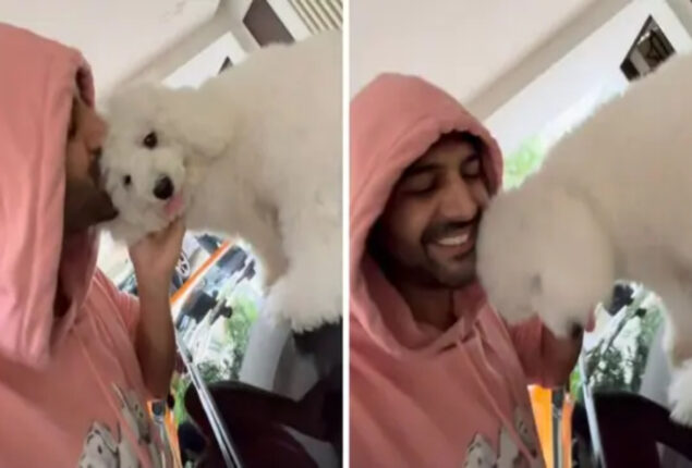 Kartik Aaryan shares cute video of pet dog Katori sitting on his car