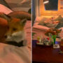 Crafty London fox gets ‘way too comfortable’ on women’s bed