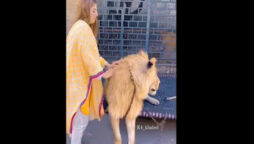 Woman stands next to chained lion, pets it; Video angers people