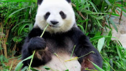 Adorably cute Pandas just being clumsy at the Panda Bar