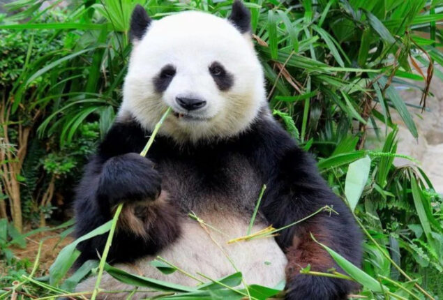 Adorably cute Pandas just being clumsy at the Panda Bar