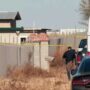 Oklahoma deputies answering hostage report find 4 dead at suspected marijuana grow