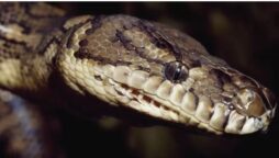Australia: Five-year-old boy saved from python