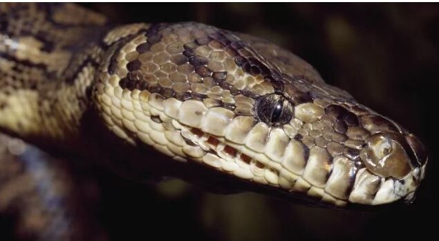 Australia: Five-year-old boy saved from python