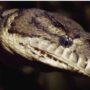 Australia: Five-year-old boy saved from python