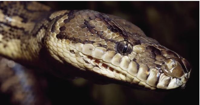 python