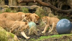 Taronga Zoo: Five lions escape exhibit