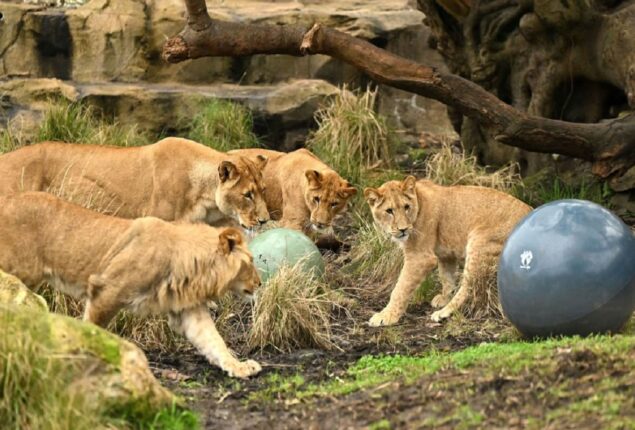 Taronga Zoo: Five lions escape exhibit