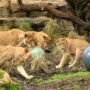 Taronga Zoo: Five lions escape exhibit