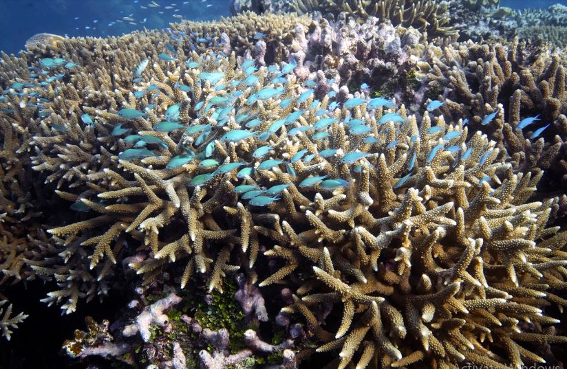 Reef's designation