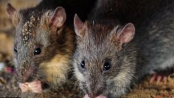 Police in India claim that 200 kg of seized cannabis was eaten by rats