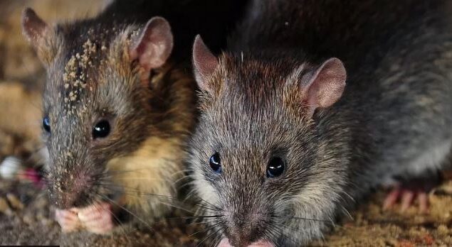 Police in India claim that 200 kg of seized cannabis was eaten by rats