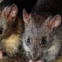 Police in India claim that 200 kg of seized cannabis was eaten by rats