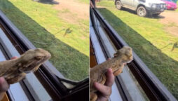 Watch: Bearded dragon fly-catching skills will amaze you