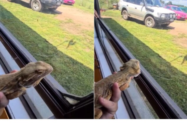 Watch: Bearded dragon fly-catching skills will amaze you