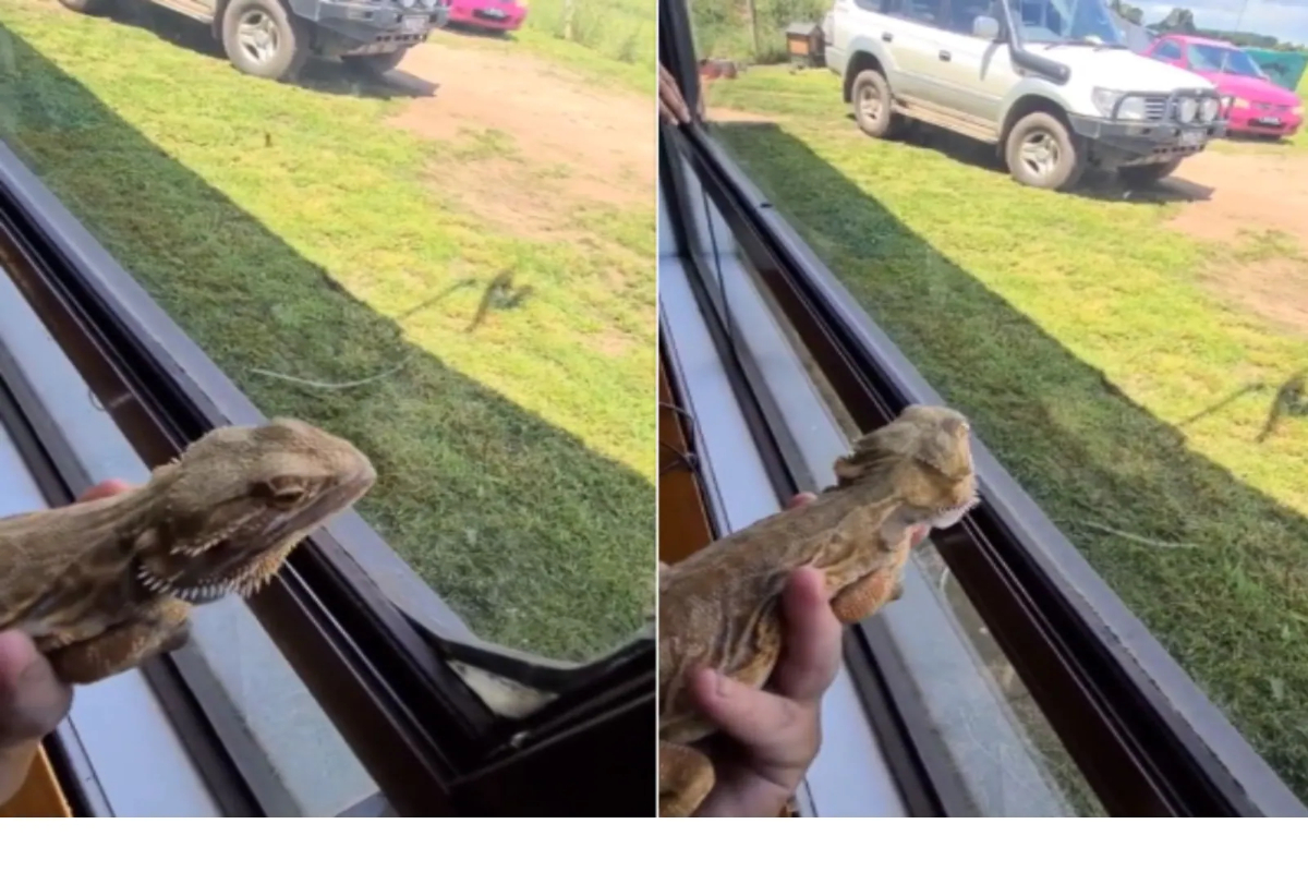 bearded dragon