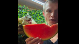 Viral video shows man feeding pet lizard watermelon slice