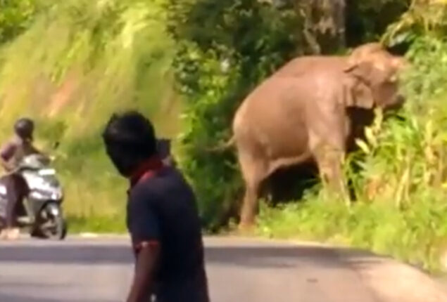 elephant selfie