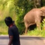 IAS officer criticises selfie-taking with an elephant crossing road