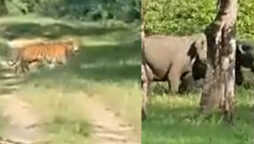 Tiger attacks elephant