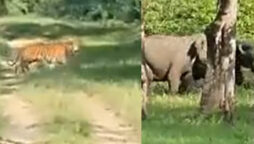Viral Video: Tiger attacks elephant calf video