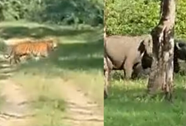 Viral Video: Tiger attacks elephant calf video