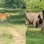 Viral Video: Tiger attacks elephant calf video
