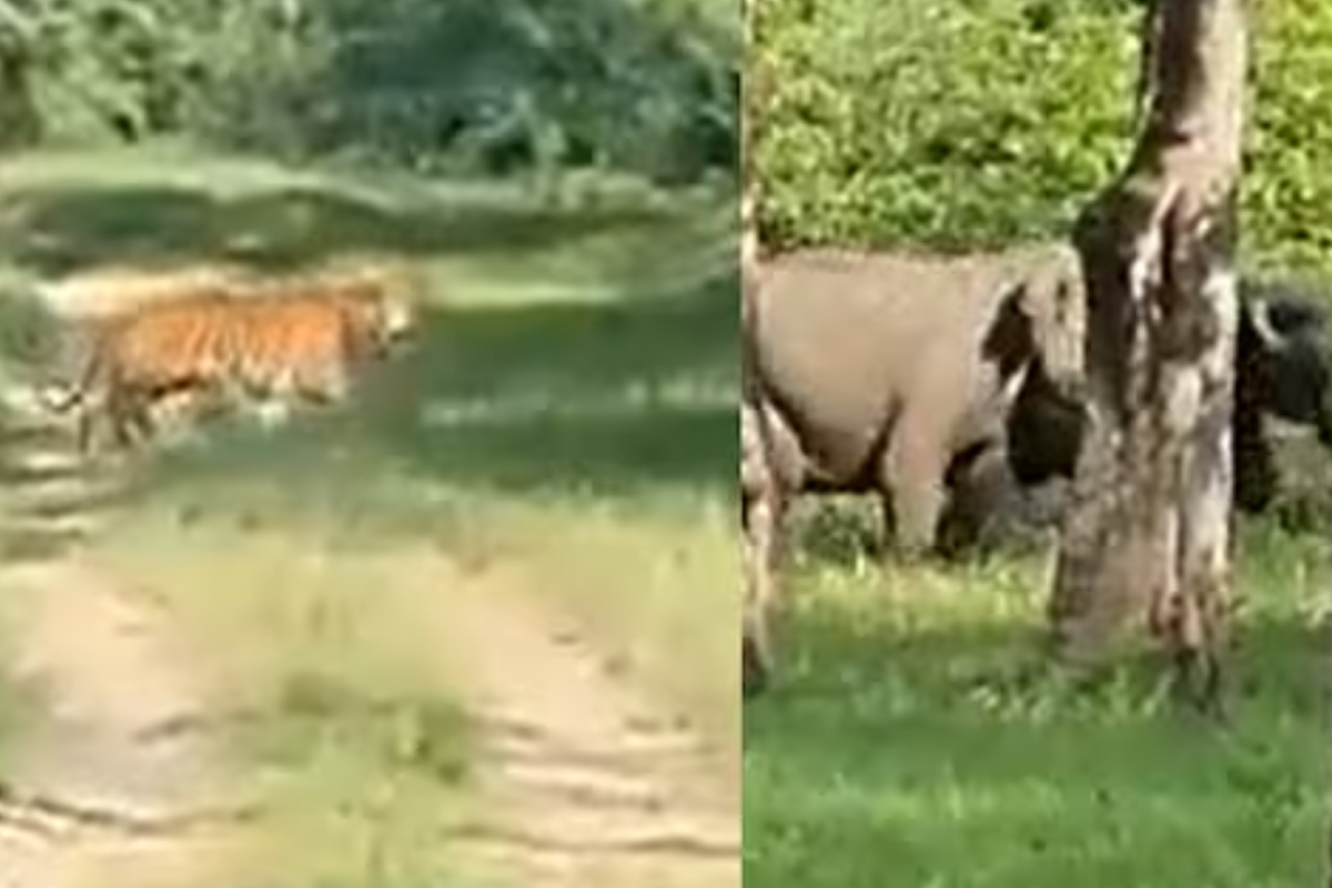 Tiger attacks elephant