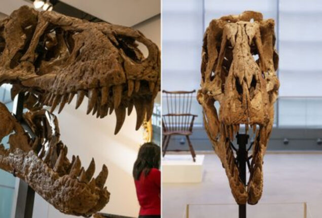 Mysterious benefactor selling most complete T-Rex skull for £17m